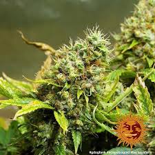 Buy Barneys Farm Acapulco Gold Cannabis Seeds UK