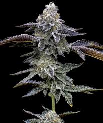 Buy Barneys Farm Blue Dream Cannabis Seeds UK