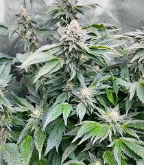 Buy Barneys Farm Gary Payton Cannabis Seeds UK
