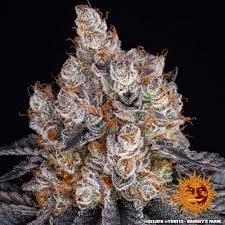 Buy Barneys Farm Gelato Cannabis Seeds UK