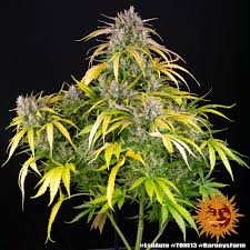 Buy Barneys Farm LSD Auto Cannabis Seeds UK