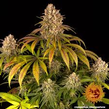 Buy Barneys Farm Lemon Tree Cannabis Seeds UK