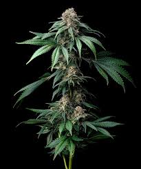 Buy Barneys Farm Mendo Breath Cannabis Seeds UK