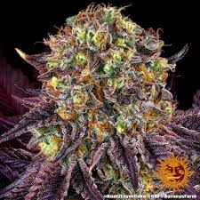 Buy Barneys Farm Runtz x Layer Cake Cannabis Seeds UK
