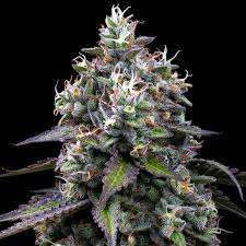 Buy Barneys Farm Zoap Cannabis Seeds UK