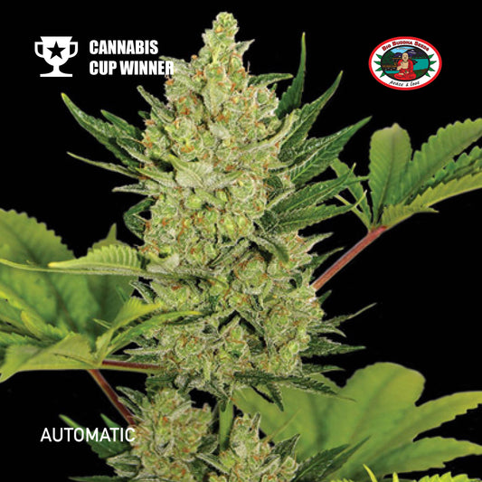 Buy Big Buddha Badazz Cheese Cannabis Seeds UK