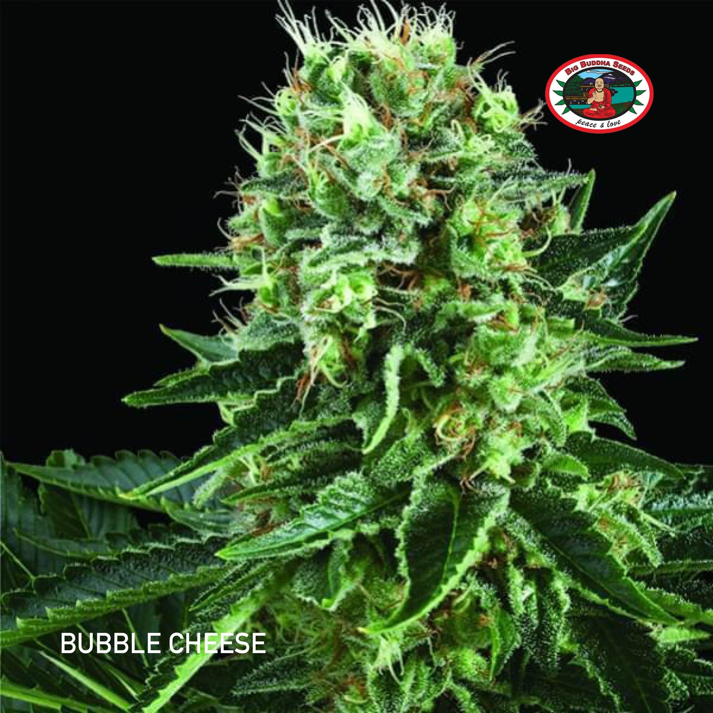 Buy Big Buddha Bubble Cheese Cannabis Seeds UK