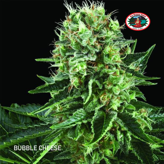 Buy Big Buddha Bubble Cheese Cannabis Seeds UK