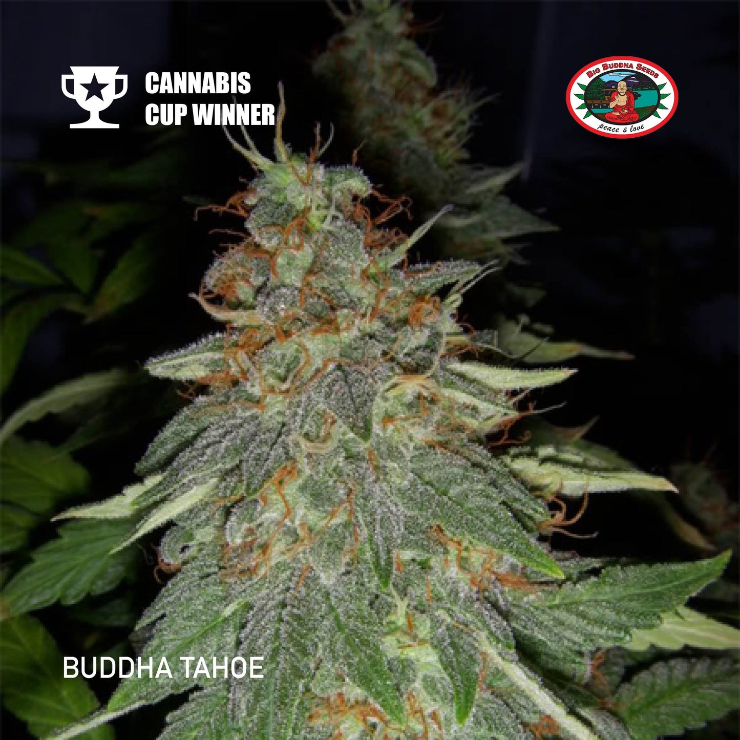 Buy Big Buddha Buddha Tahoe OG Cannabis Seeds UK