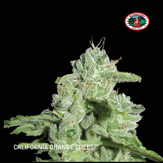 Buy Big Buddha California Orange Cheese Cannabis Seeds UK