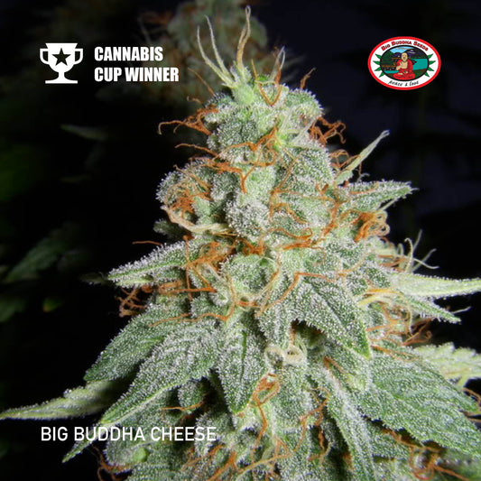 Buy Big Buddha Cheese Cannabis Seeds UK