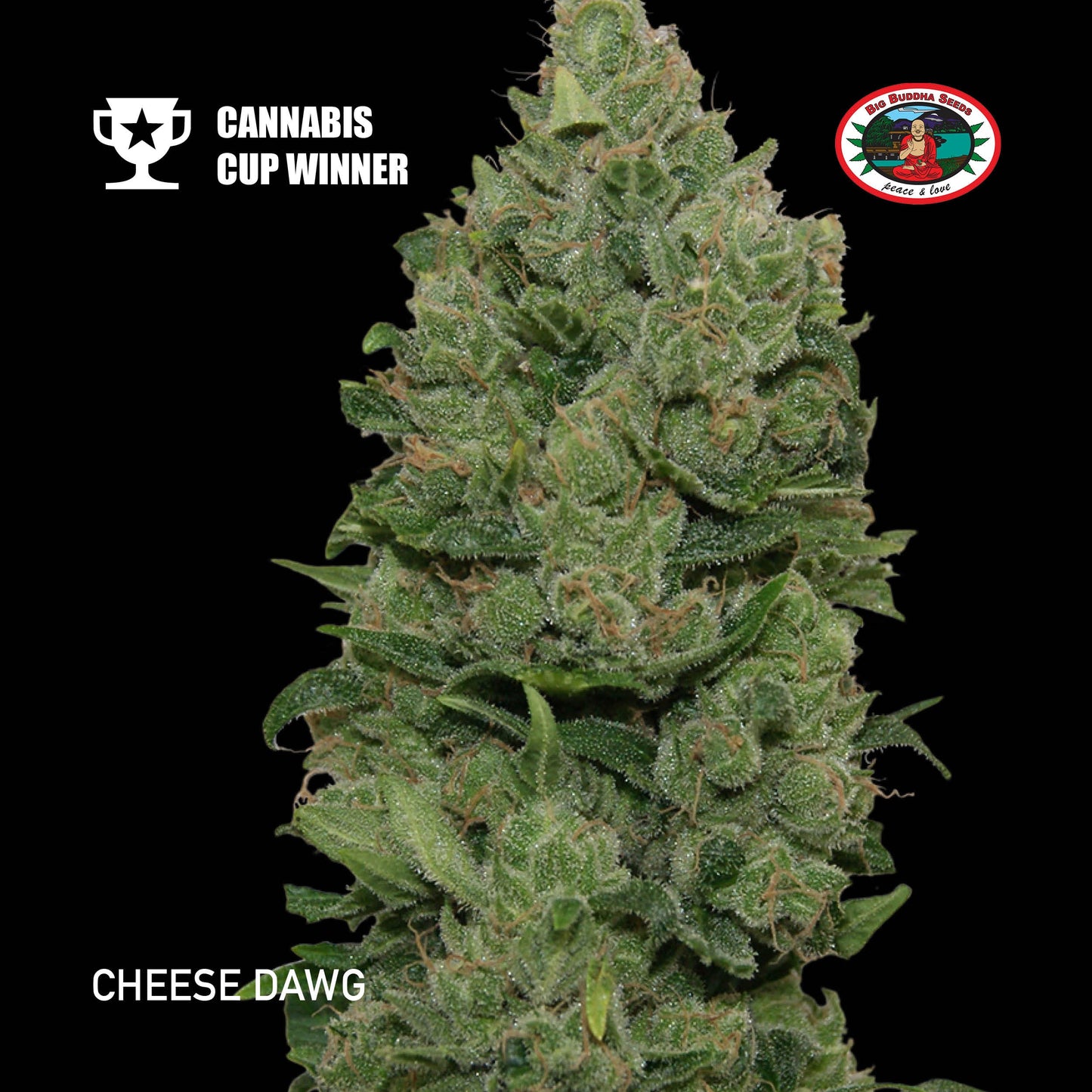 Buy Big Buddha Cheese Dawg Cannabis Seeds UK