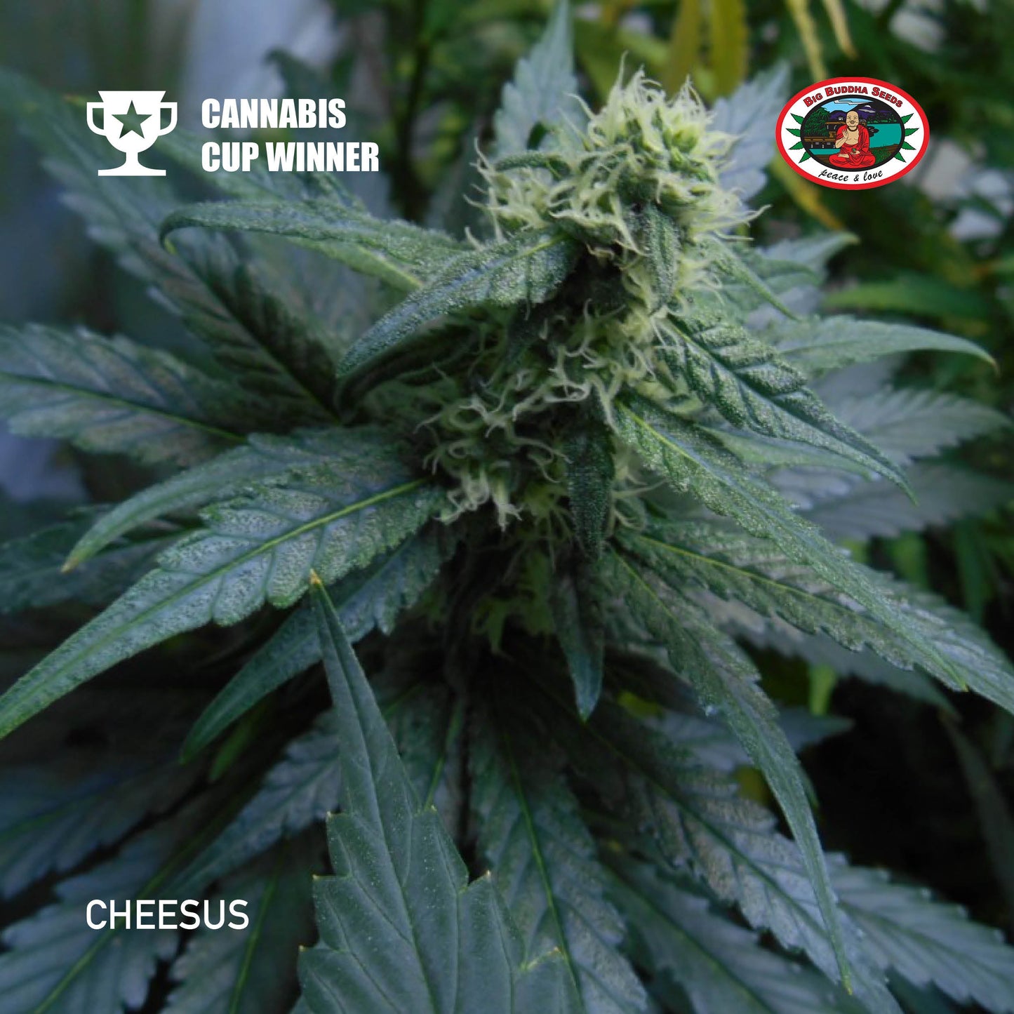 Buy Big Buddha Cheesus Cannabis Seeds UK