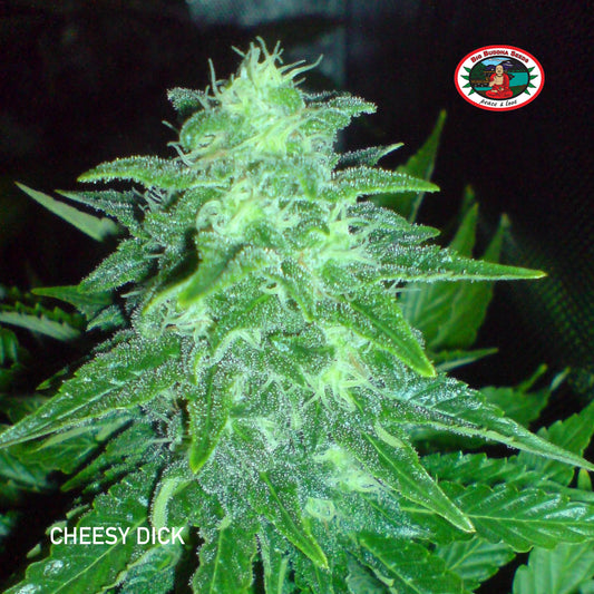 Buy Big Buddha Cheesy Dick Cannabis Seeds UK