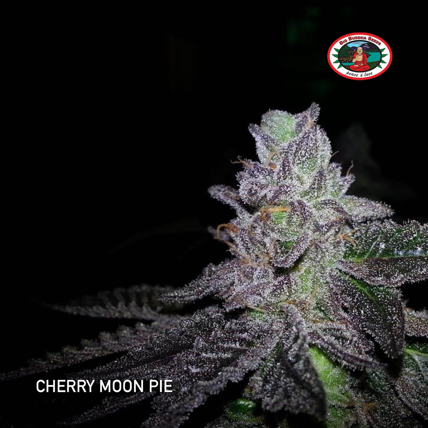 Buy Big Buddha Cherry Moon Pie Cannabis Seeds UK