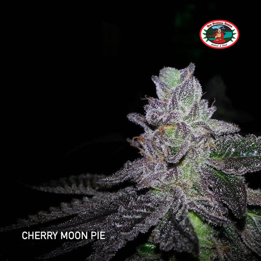 Buy Big Buddha Cherry Moon Pie Cannabis Seeds UK