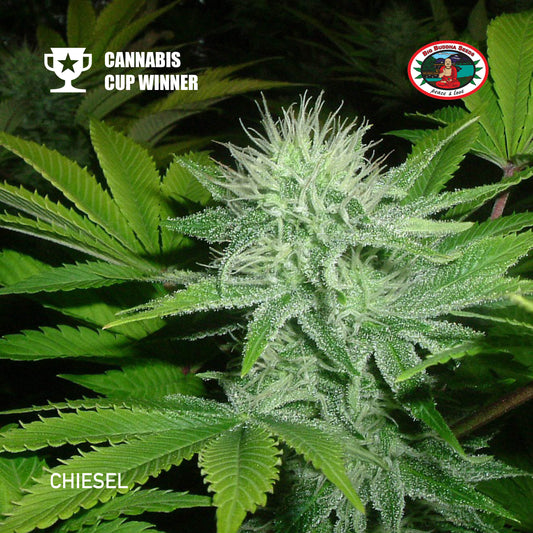 Buy Big Buddha Chiesel Cannabis Seeds UK