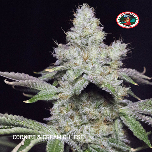 Buy Big Buddha Cookies and Cream Cannabis Seeds UK