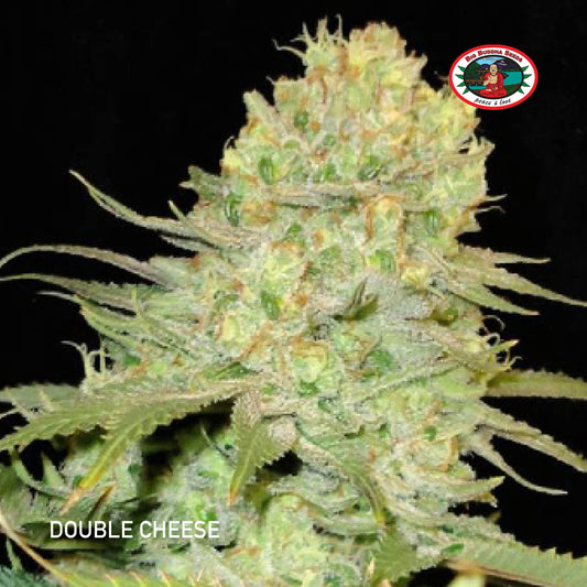 Buy Big Buddha Double Cheese Cannabis Seeds UK