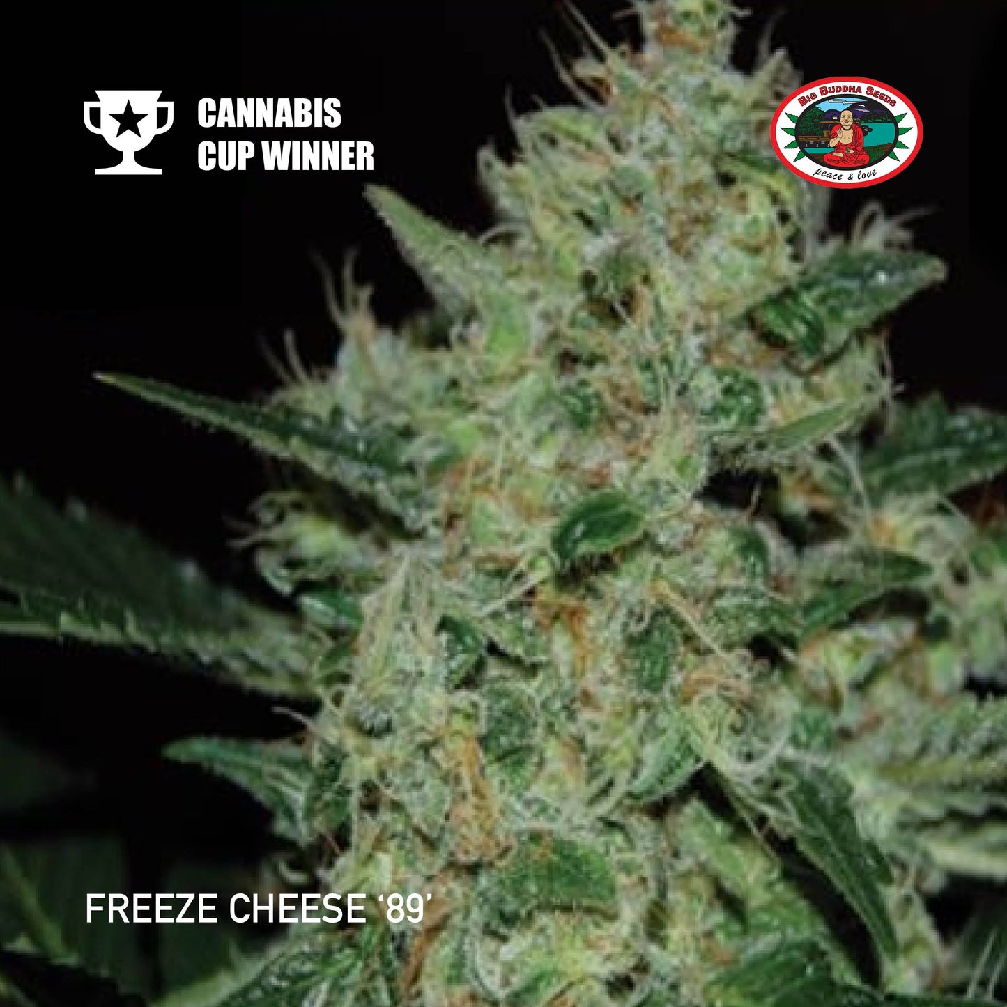 Buy Big Buddha Freeze Cheese 89 Cannabis Seeds UK
