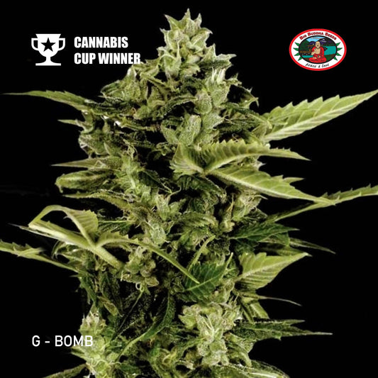 Buy Big Buddha G Bomb Cannabis Seeds UK