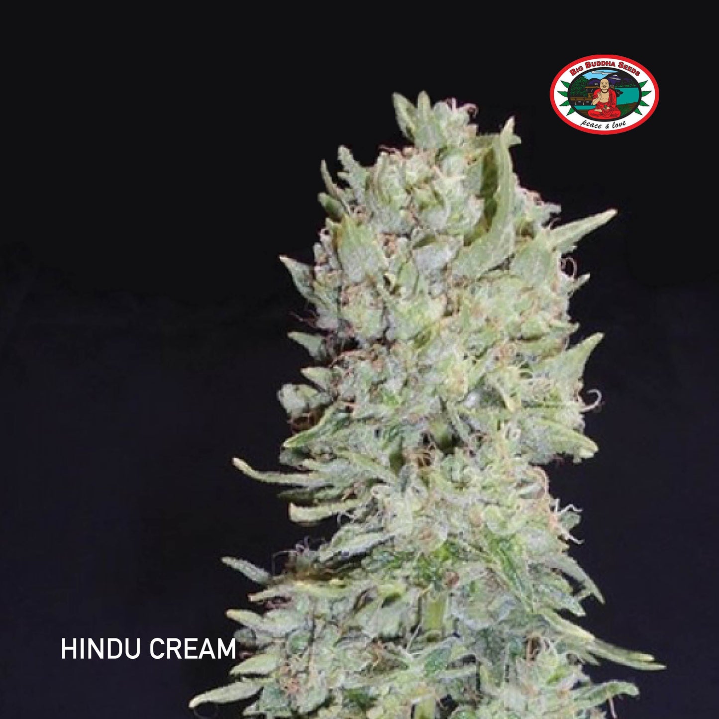Buy Big Buddha Hindu Cream Cannabis Seeds UK