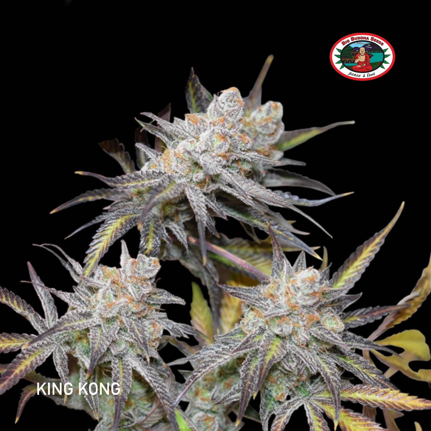 Buy Big Buddha King Kong Cannabis Seeds UK