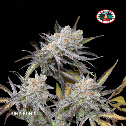 Buy Big Buddha King Kong Cannabis Seeds UK
