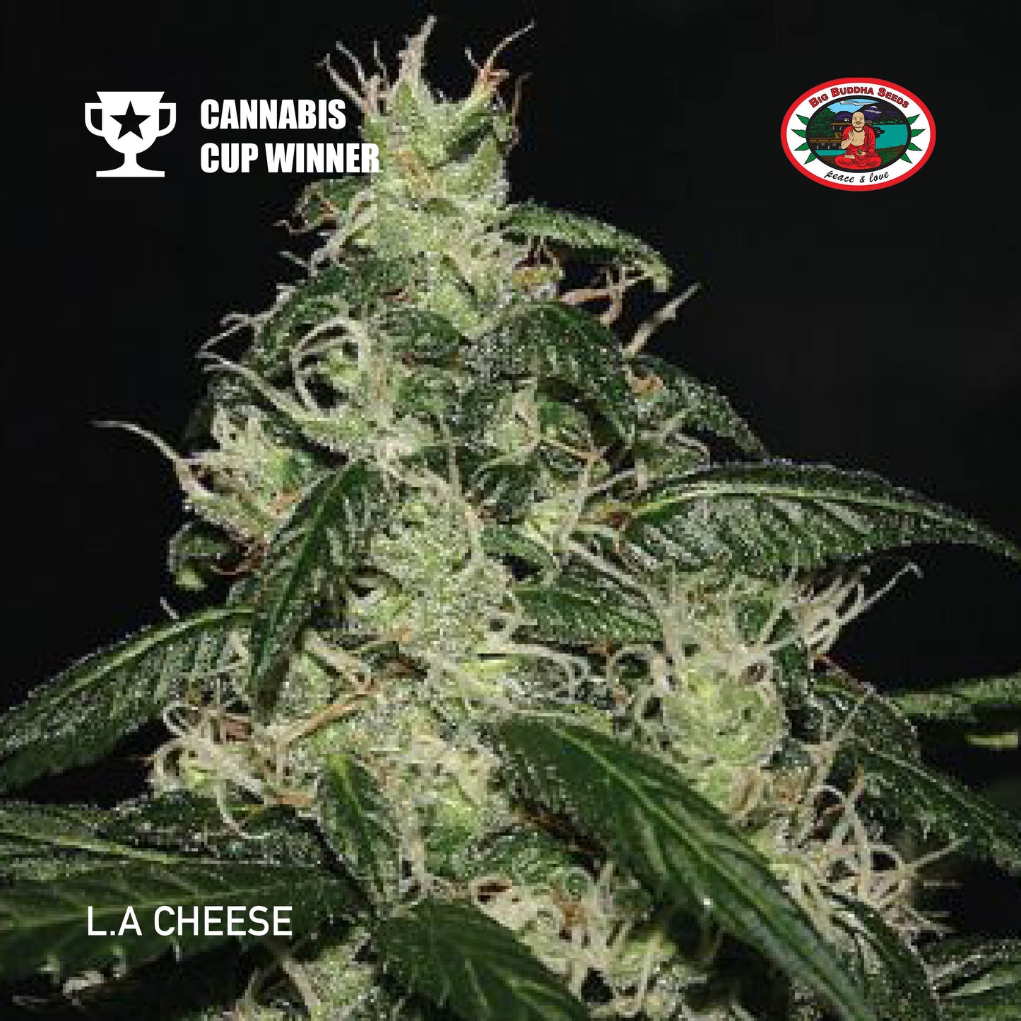 Buy Big Buddha LA Cheese Cannabis Seeds UK