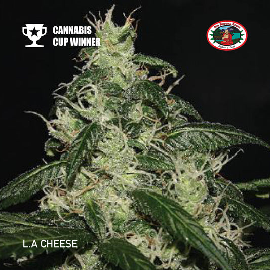 Buy Big Buddha LA Cheese Cannabis Seeds UK