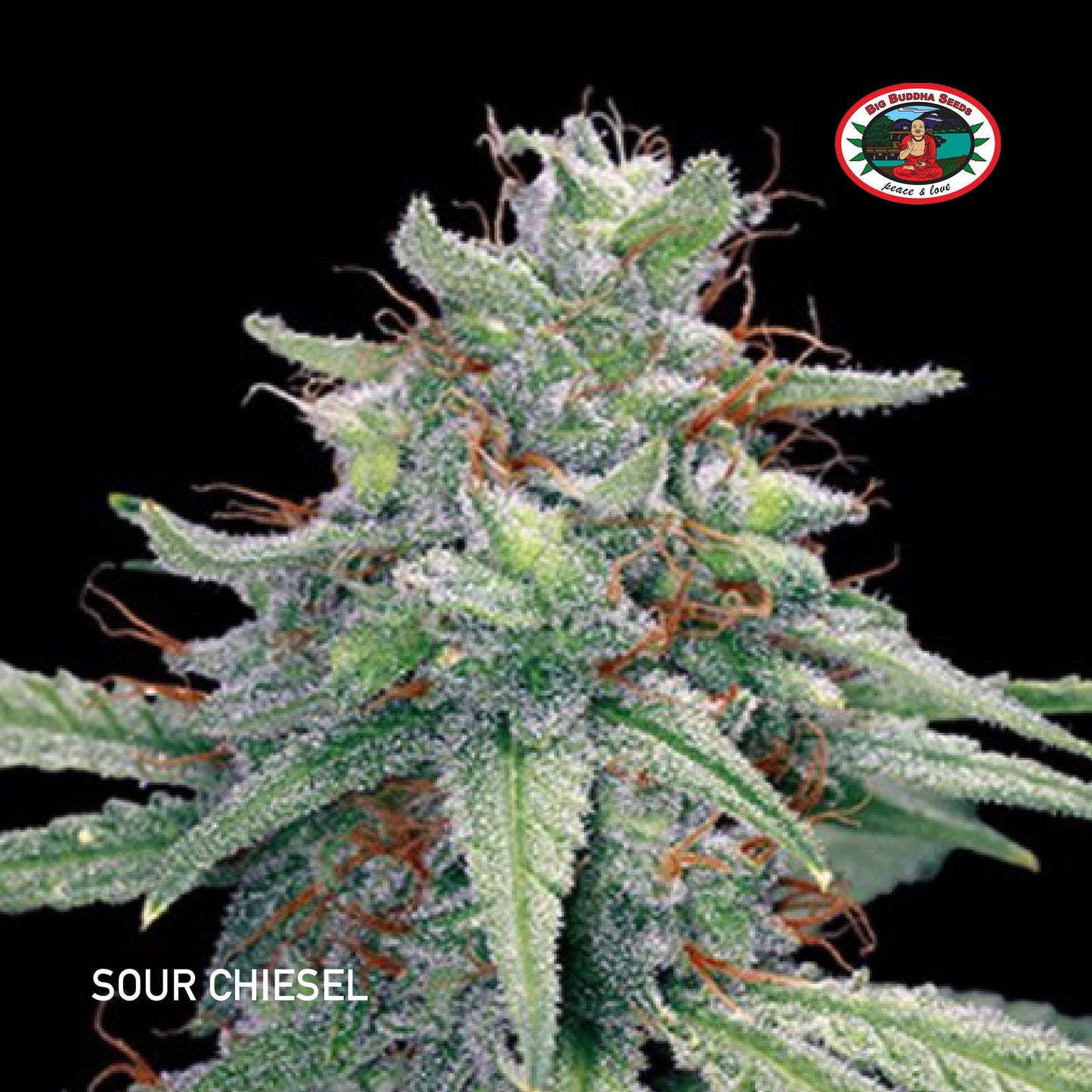 Buy Big Buddha Sour Chiesel Cannabis Seeds UK