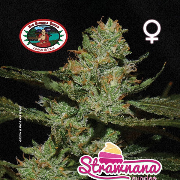 Buy Big Buddha Strawnana Sundae Cannabis Seeds UK