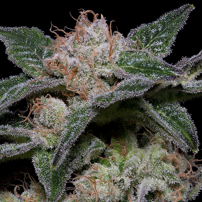 Buy Big Head Seeds Banana Punch Cannabis Seeds UK
