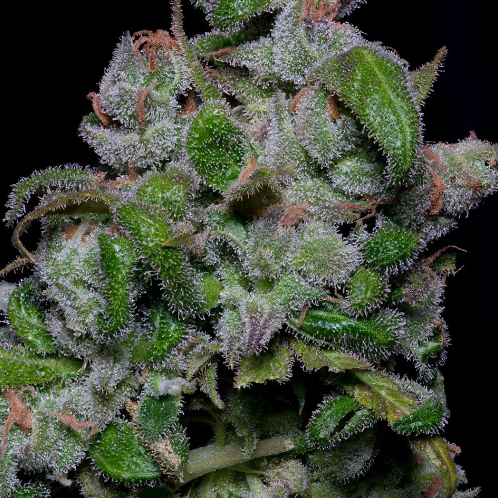 Buy Big Head Seeds Blueberry Crystal Gelato Seeds UK