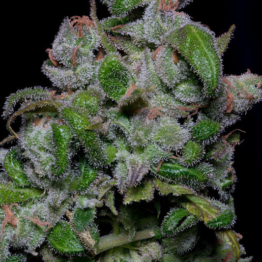 Buy Big Head Seeds Blueberry Crystal Gelato Seeds UK