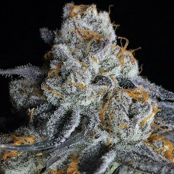 Buy Big Head Seeds Crystal Gelato Cannabis Seeds UK
