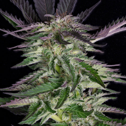 Buy Big Head Seeds Grandaddy Purple Cannabis Seeds UK