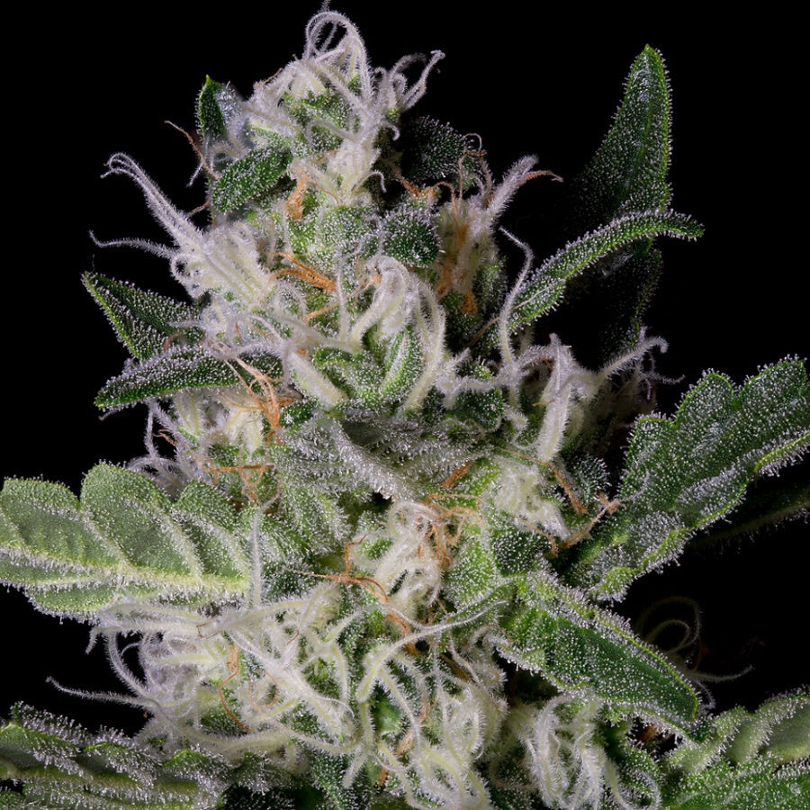 Buy Big Head Seeds Platinum Cookies Seeds UK