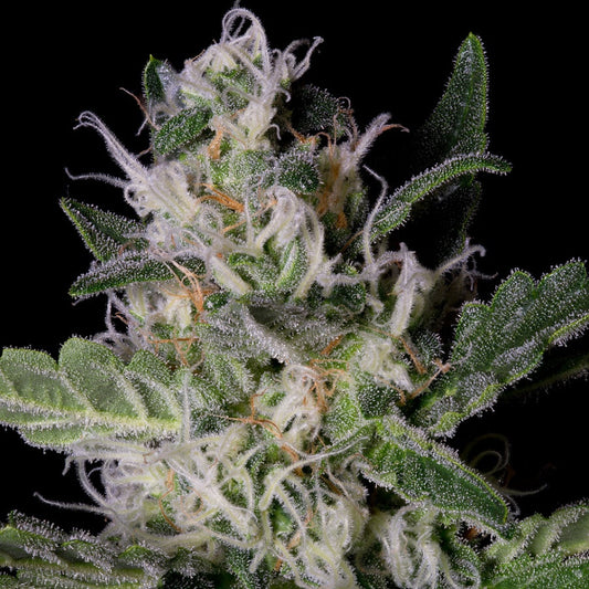 Buy Big Head Seeds Platinum Cookies Seeds UK