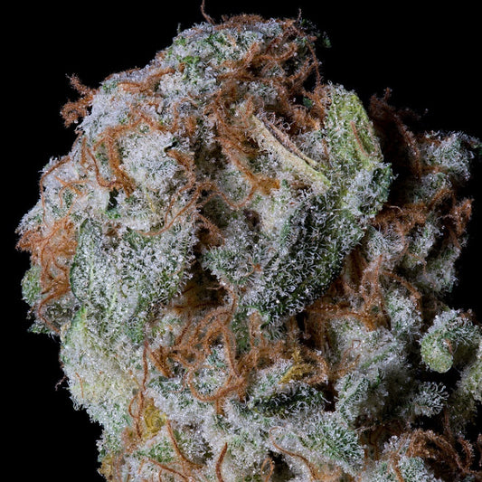 Buy Big Head Seeds Sherbert Glue Seeds UK