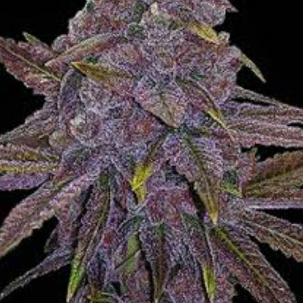 Buy Big Head Seeds Sherbet Dab Cannabis Seeds UK