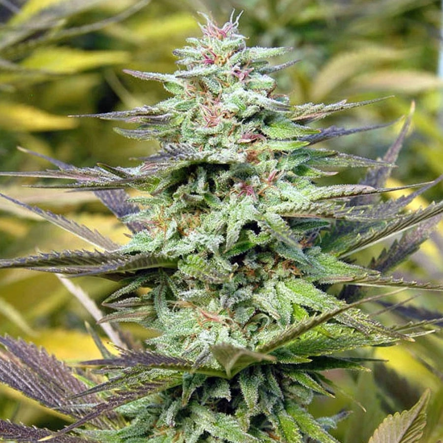 Buy Big Head Seeds THC Pro Seeds UK