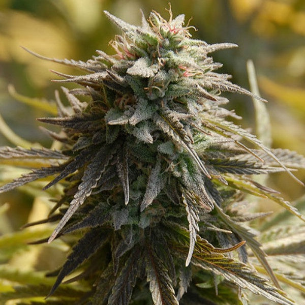 Buy Big Head Seeds Trippy Gorilla Cannabis Seeds UK