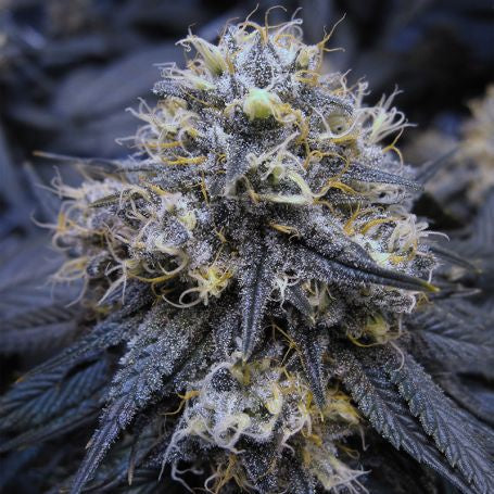 Buy Big Head Seeds White Fire OG Kush Cannabis Seeds UK