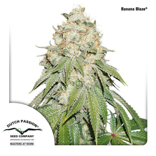 Buy Dutch Passion Banana Blaze Cannabis Seeds UK