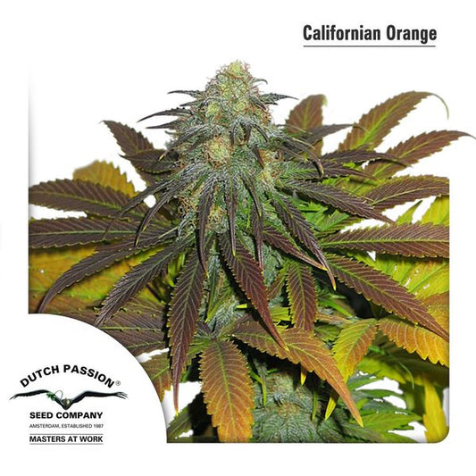Buy Dutch Passion Californian Orange Cannabis Seeds UK