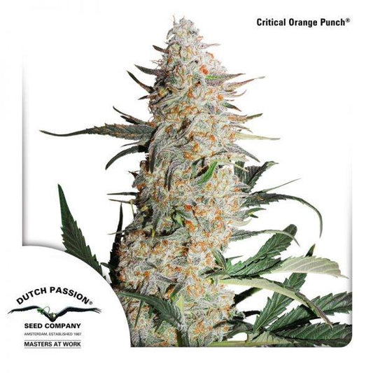 Buy Dutch Passion Critical Orange Punch Cannabis Seeds UK