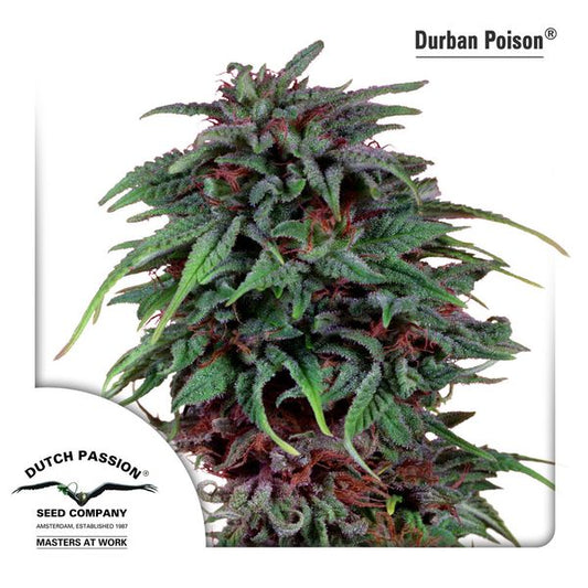 Buy Dutch Passion Durban Poison Cannabis Seeds UK
