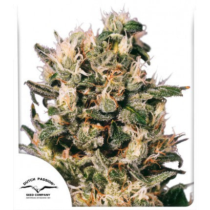 Buy Dutch Passion Euforia Cannabis Seeds UK