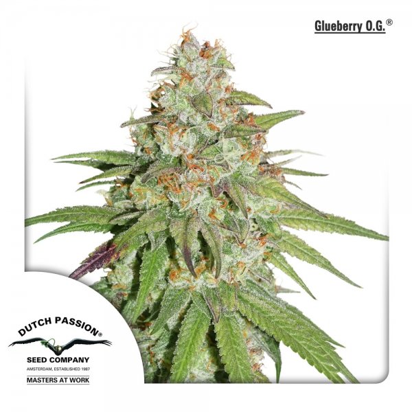 Buy Dutch Passion Glueberry OG Cannabis Seeds UK